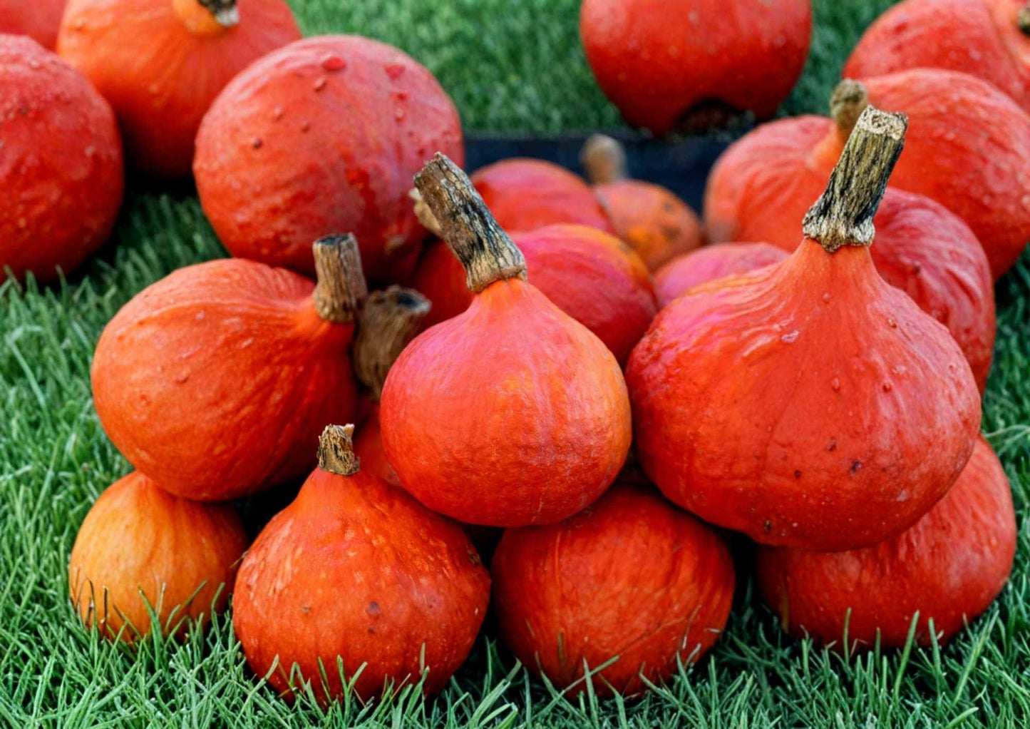 Heirloom Organic Pumpkin Seeds for Gardening – Sugar Pie Variety, Non-GMO, Sweet Flesh, Small Baking Pumpkin Seeds, 20+ Pack