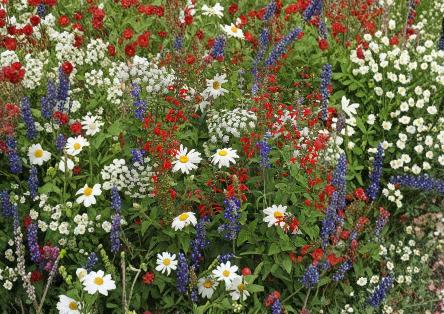 Wildflower Seed Mix – Shorty Low-Grow Heirloom Annual & Perennial Flowers for Pollinator Gardens