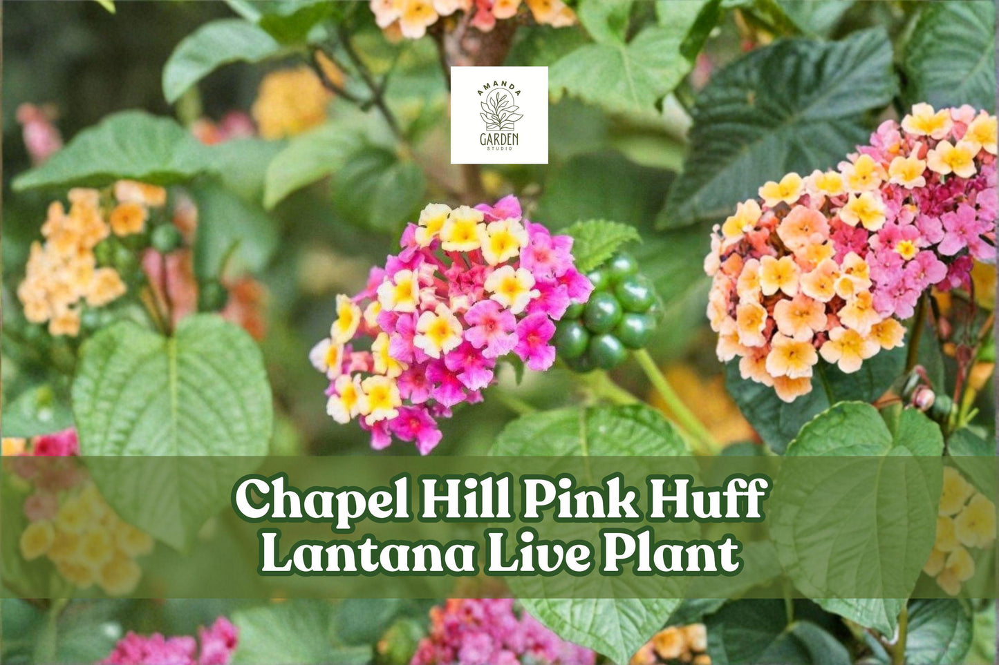 Chapel Hill Pink Huff Lantana Live Plant Plug | Pink Yellow Perennial Flowering Bush | Butterfly & Hummingbird Garden