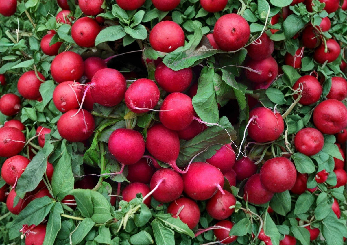 100+ Champion Radish Seeds, Heirloom Non-GMO Vegetable Seeds for Garden Planting, Round Red Radish, Crisp Mild Flavor
