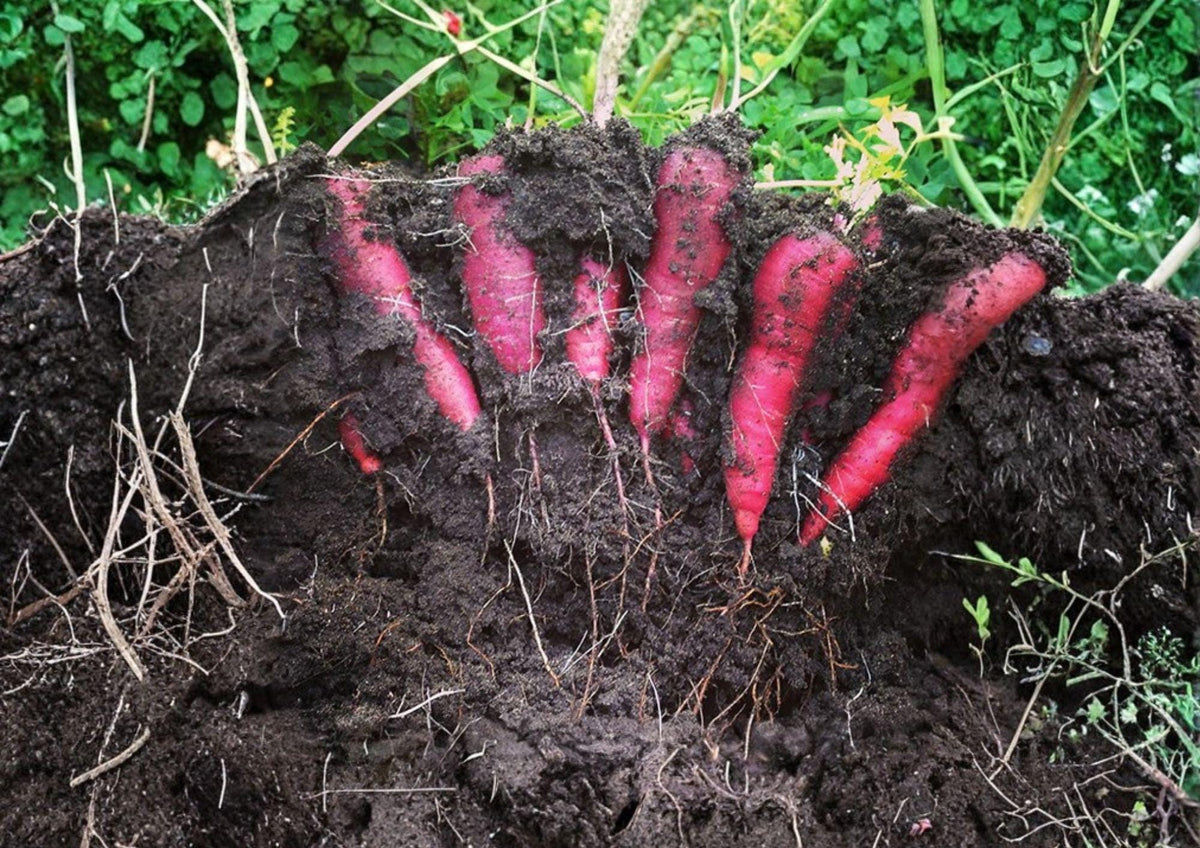 Purple Dragon Carrot Seeds – Heirloom Organic Non-GMO Vegetable Seeds for Garden Planting, Purple Skin, Orange Core, Sweet Crunchy Roots