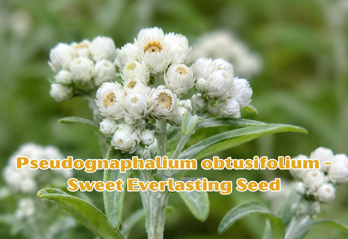 500 Seeds Pseudognaphalium obtusifolium Sweet Everlasting Seeds – Native Wildflower for Bees & Butterflies