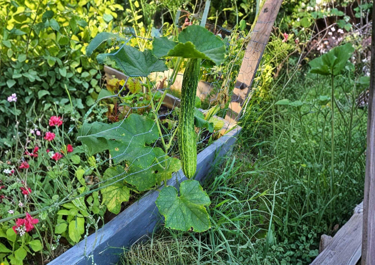 25+ Suyo Long Cucumber Seeds, Heirloom Asian Ribbed Burpless Variety for Garden Planting