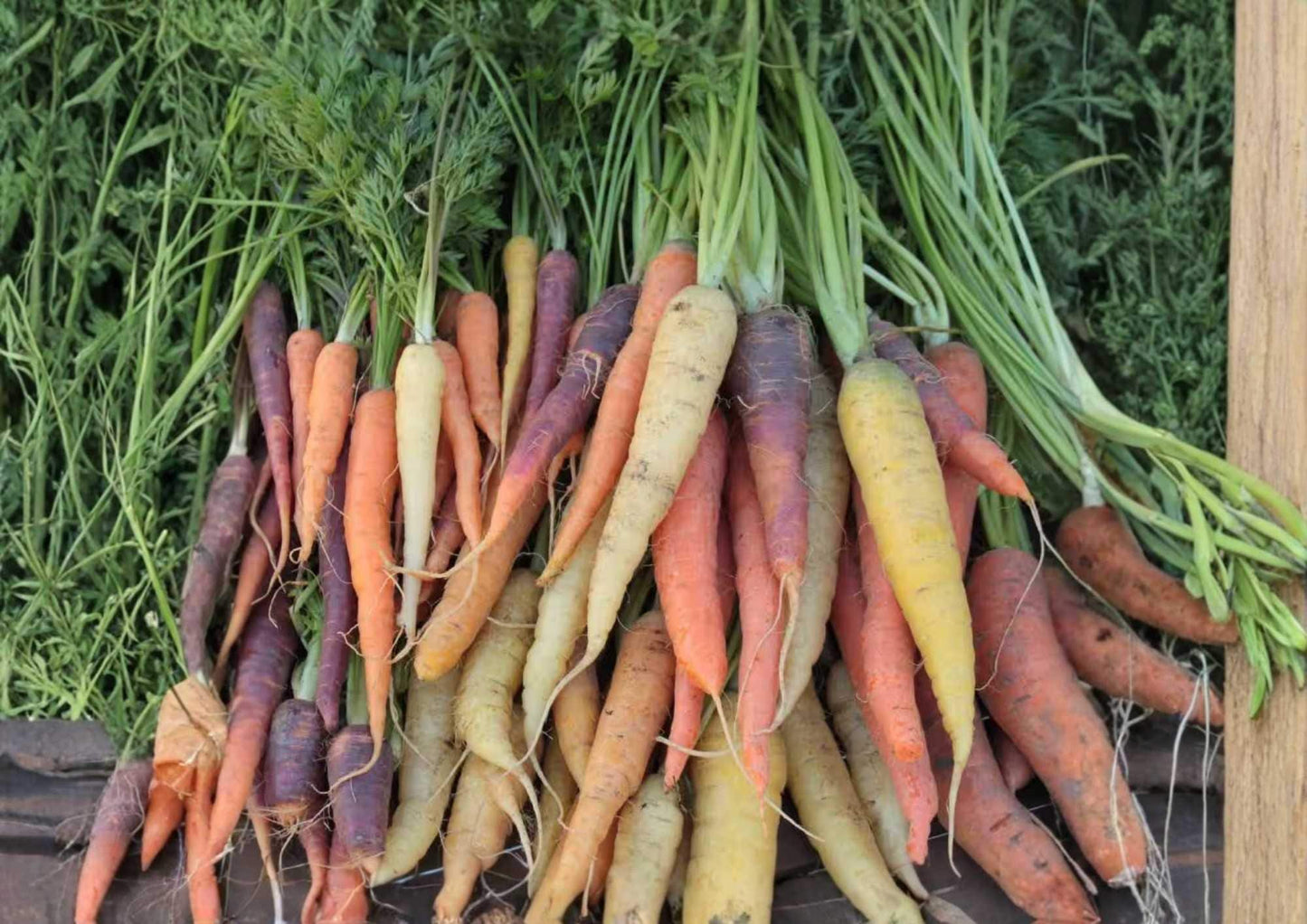 Rainbow Carrot Seeds Mix – Heirloom Vegetable Seeds for Colorful Garden Harvest, Purple, Yellow, Orange & White Carrots