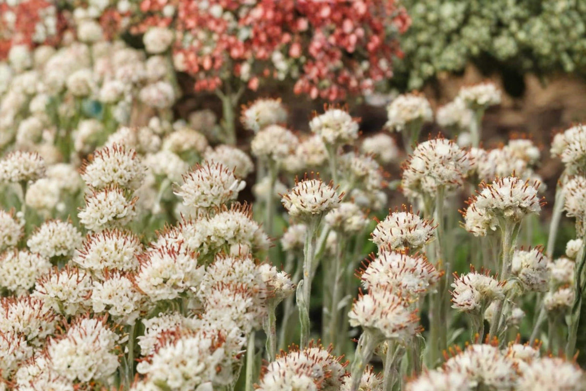 Prairie Pussytoes Seeds – Antennaria neglecta Wildflower, Low-Growing Perennial Ground Cover for Naturalized Gardens
