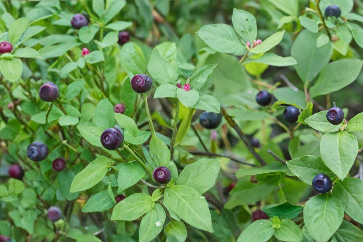 Big Huckleberry Seeds – Vaccinium membranaceum Shrub for Woodland Gardens, Edible Dark Berries, Acidic Soil Plant