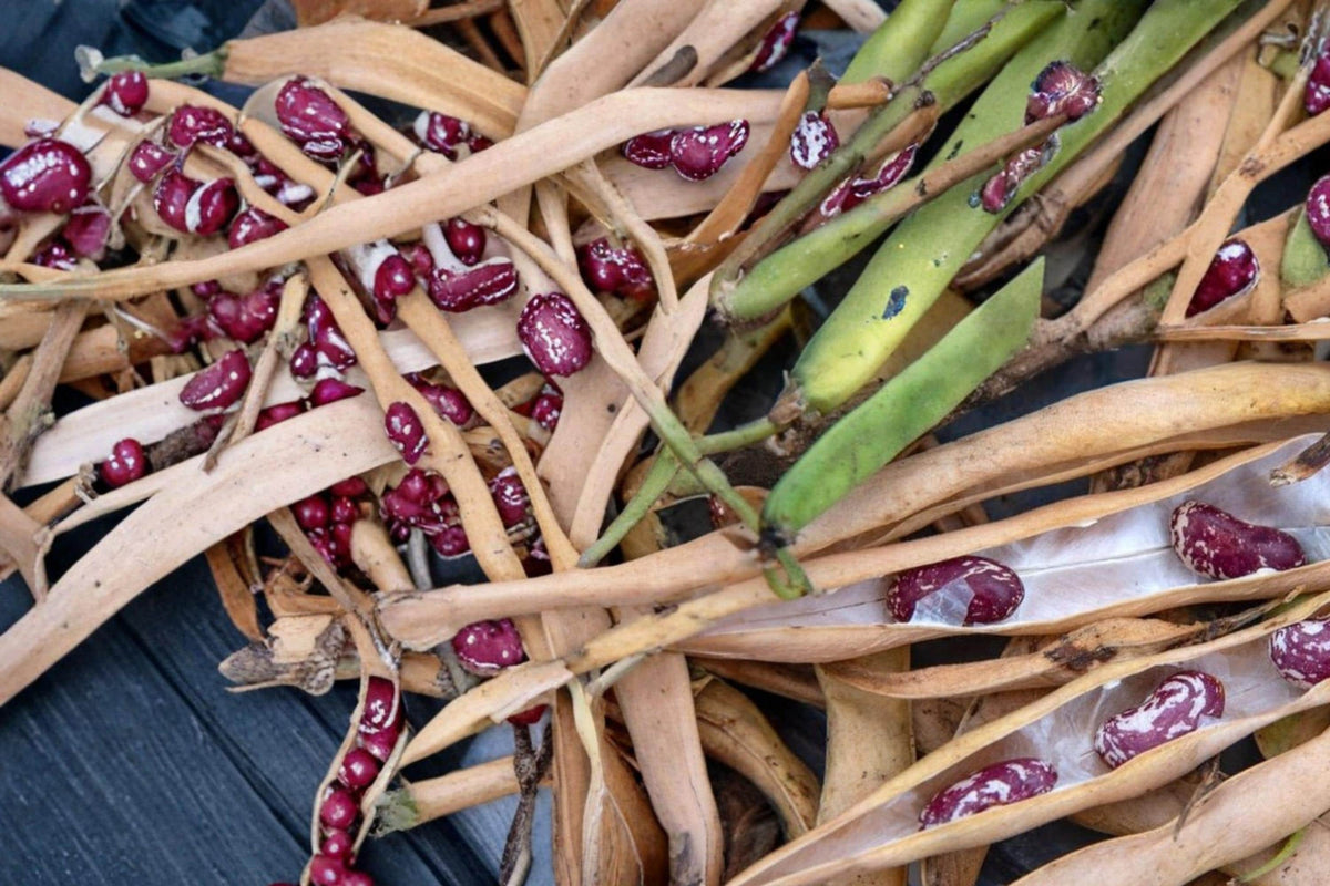 Cave Bean Seeds – Phaseolus vulgaris Heirloom Vegetable Seeds for Planting, Rare Garden Bean Variety
