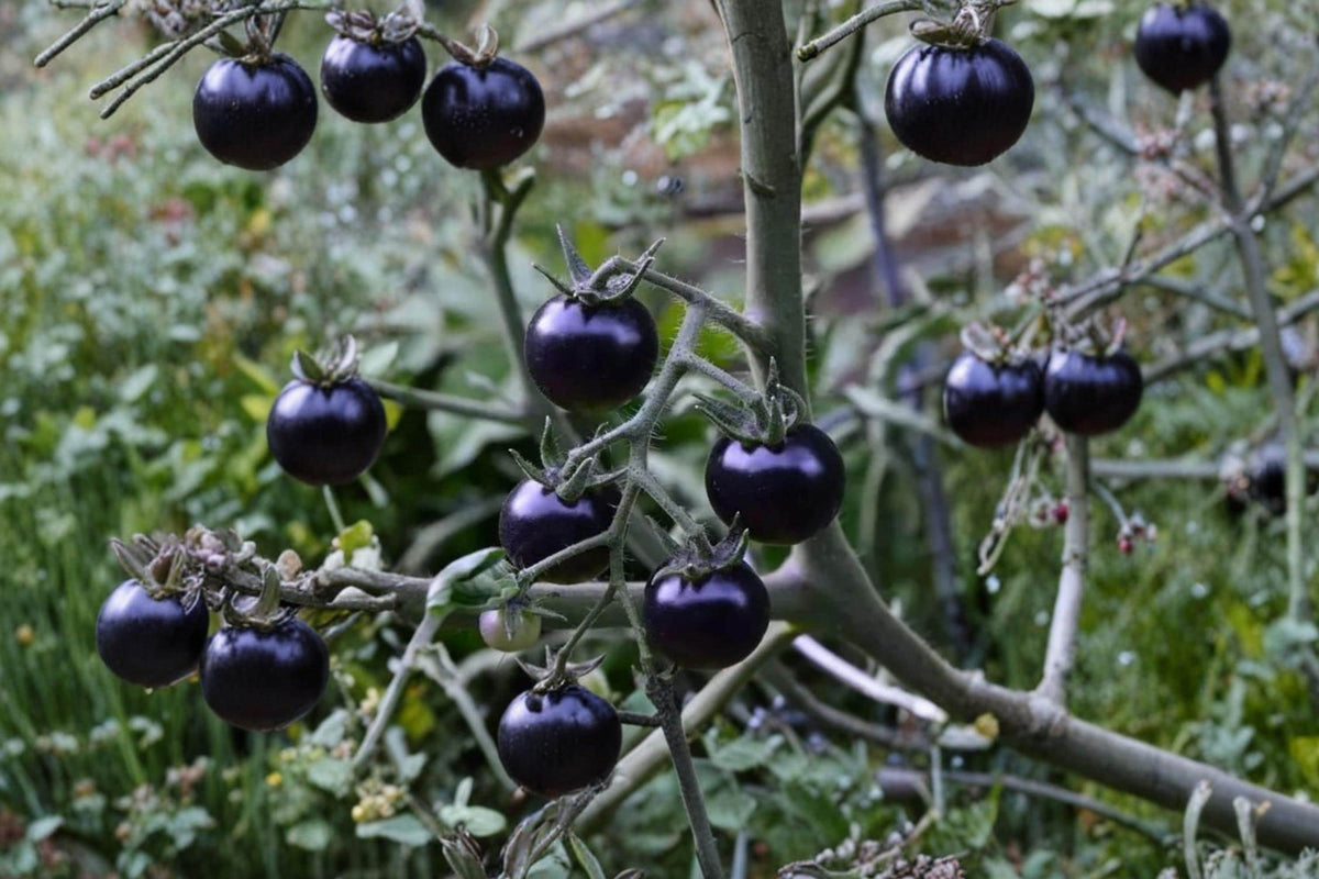 Black Tomato Seeds – Solanum lycopersicum, Dark Fruit, Heirloom, Garden & Container Planting