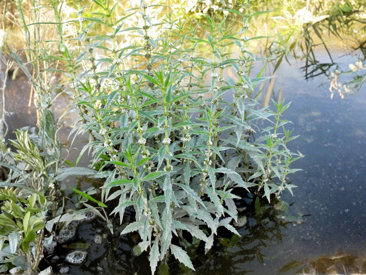 American Bugleweed Flower Seeds | Lycopus Americanus | White Flowers | Perennial Moist Soil Plant for Gardens & Natural Areas