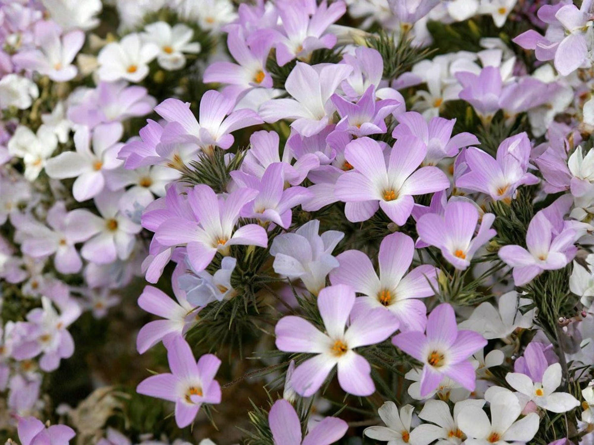 Mountain Phlox Flower Seeds | Linanthus grandiflorus | Pink, Rose & White Annual for Garden & Container Planting