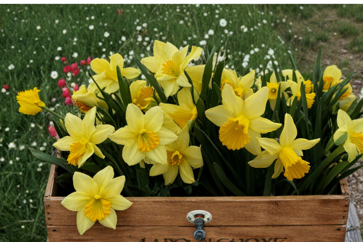 February Gold Daffodil Bulbs – Early Spring Yellow Narcissus, 20 Bulbs, Perennial Flower, Narcissus ‘February Gold’