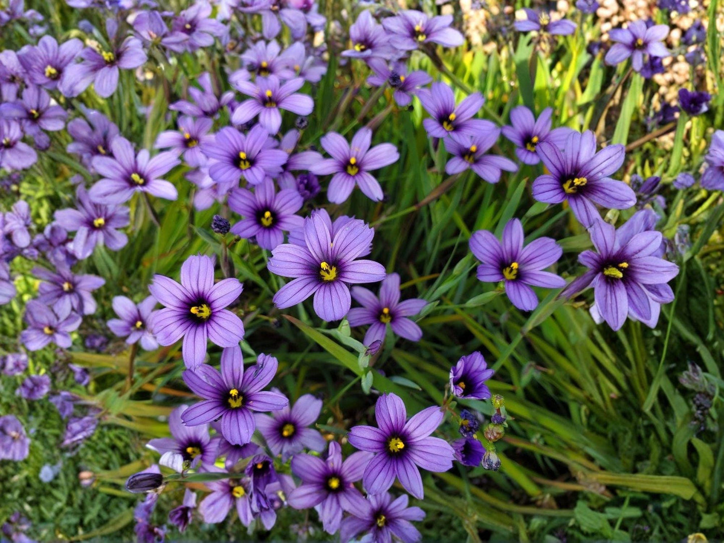 Blue-Eyed Grass Seeds | Sisyrinchium bellum | Perennial Flowering Plant | Blue to Violet Flowers | 100 Seeds