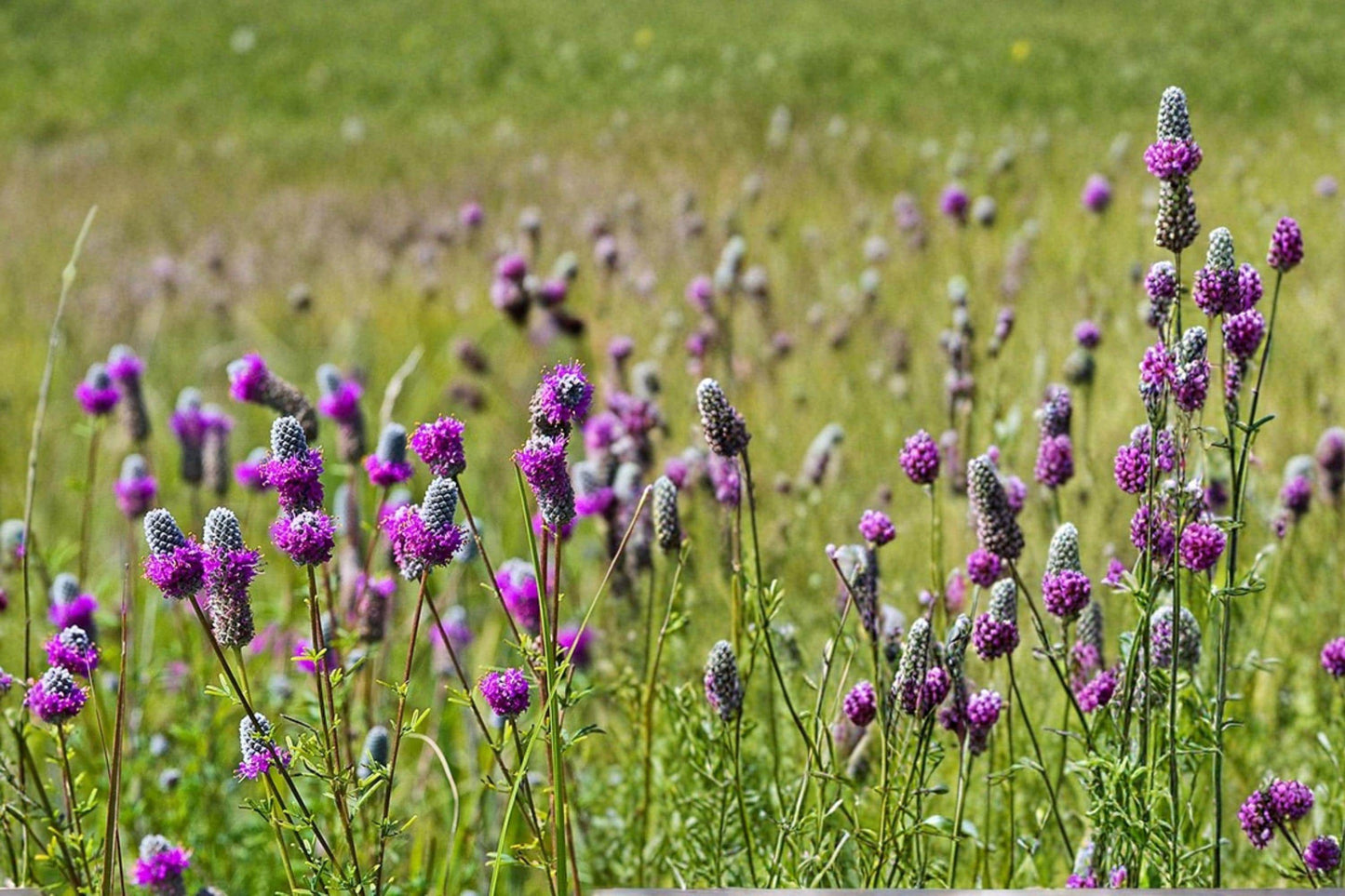 Purple Prairie Clover Seeds – Dalea purpurea Perennial Wildflower for Pollinator Gardens and Drought Tolerance