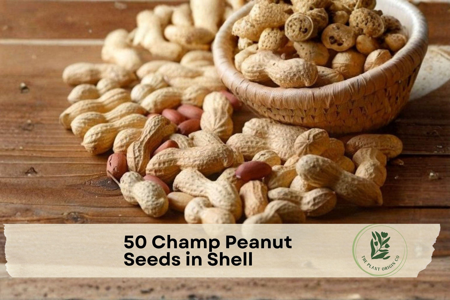 50 Champ Peanut Seeds in Shell, Virginia-Type Arachis hypogaea for Home Garden, Warm-Season Crop, Edible Legume