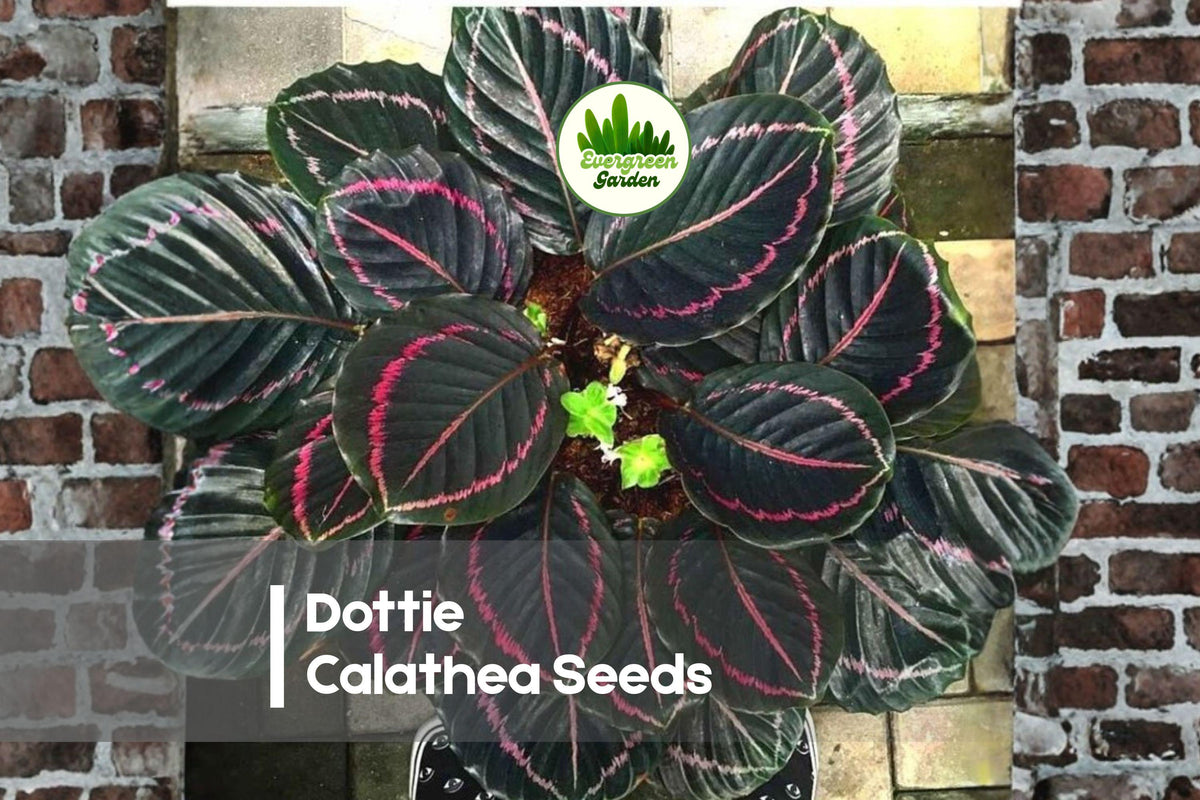 Dottie Calathea Seeds | Tropical Foliage Plant | Calathea roseopicta ‘Dottie’ | Indoor Plant Seeds