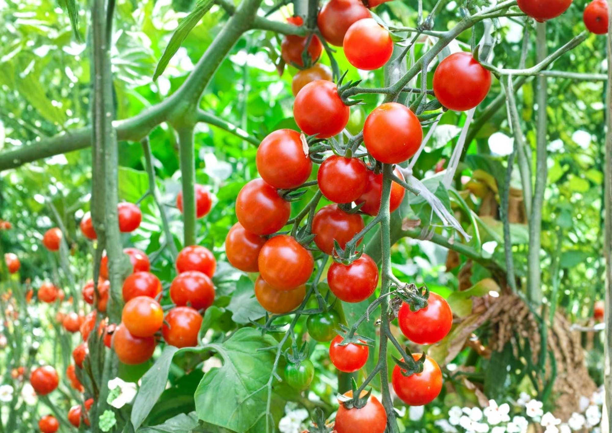 Sweetie Cherry Tomato Seeds, Organic Heirloom Non-GMO, Small Red Fruit, High Yield, Solanum lycopersicum