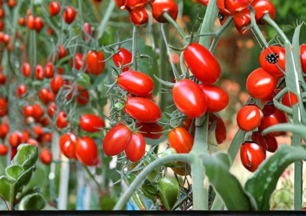 Red Pear Tomato Seeds – Heirloom Non-GMO Vegetable Seeds for Garden Planting, Pear-Shaped Red Fruits, Sweet Flavor