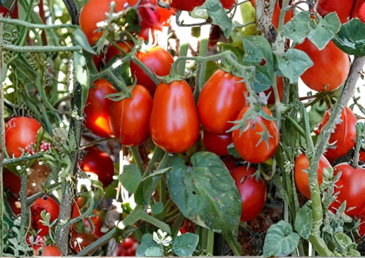 Roma Tomato Seeds - Heirloom Non-GMO Vegetable Seeds for Canning and Cooking, Classic Plum Paste Tomato
