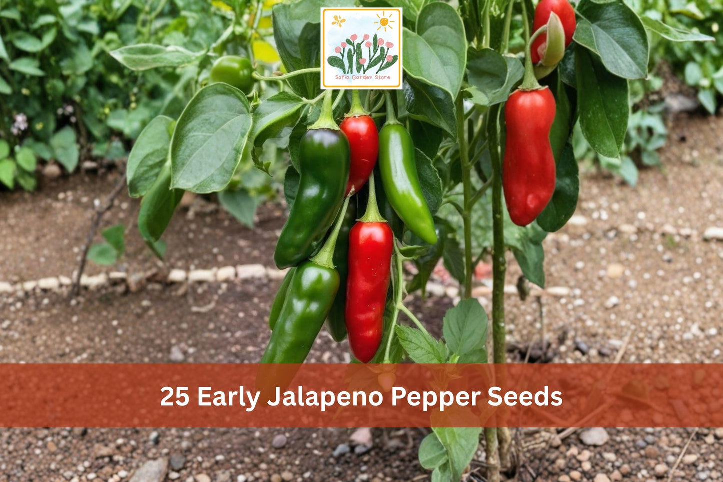 25 Early Jalapeno Pepper Seeds | Hot Green Chili Vegetable Seeds Capsicum annuum for Garden Planting