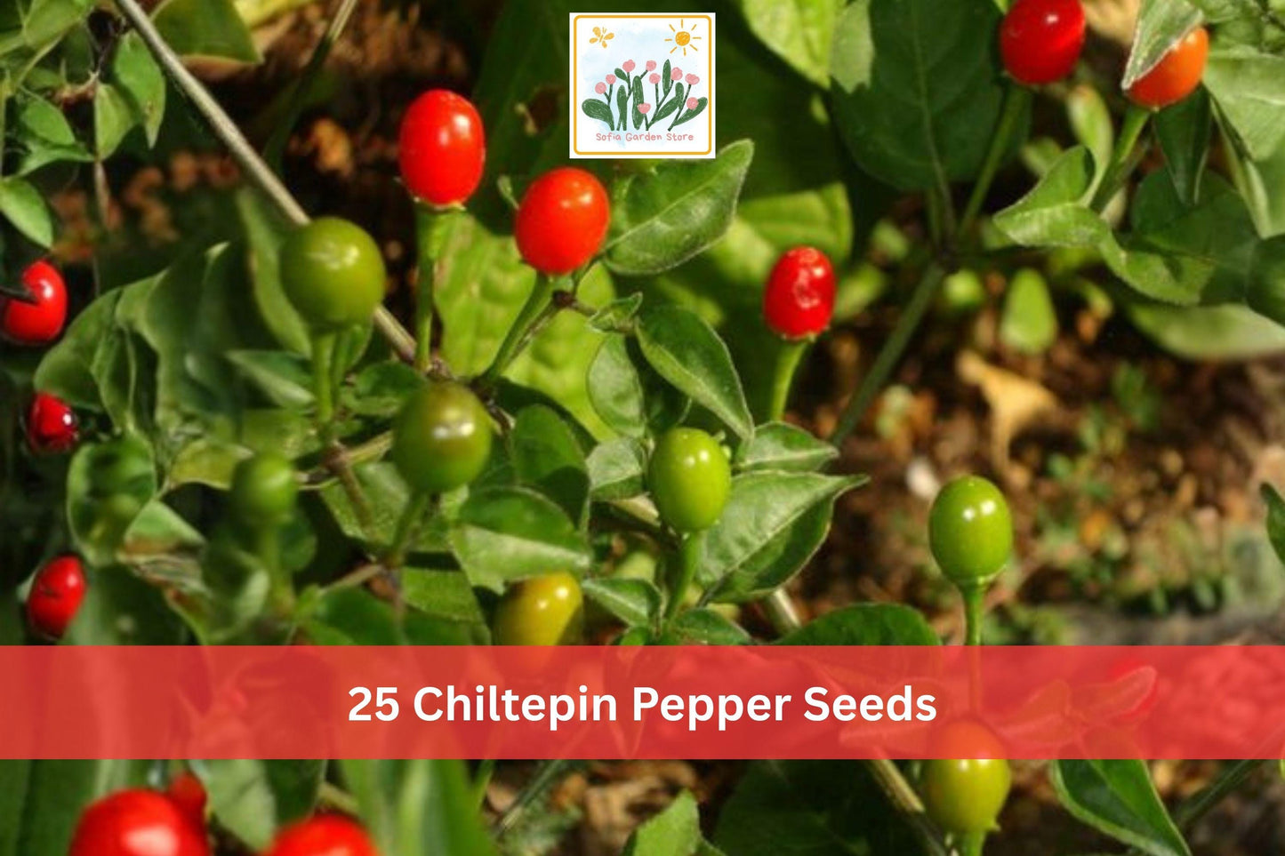 25 Chiltepin Pepper Seeds | Hot Small Red Chili Vegetable Seeds for Garden Planting | Capsicum annuum var. glabriusculum