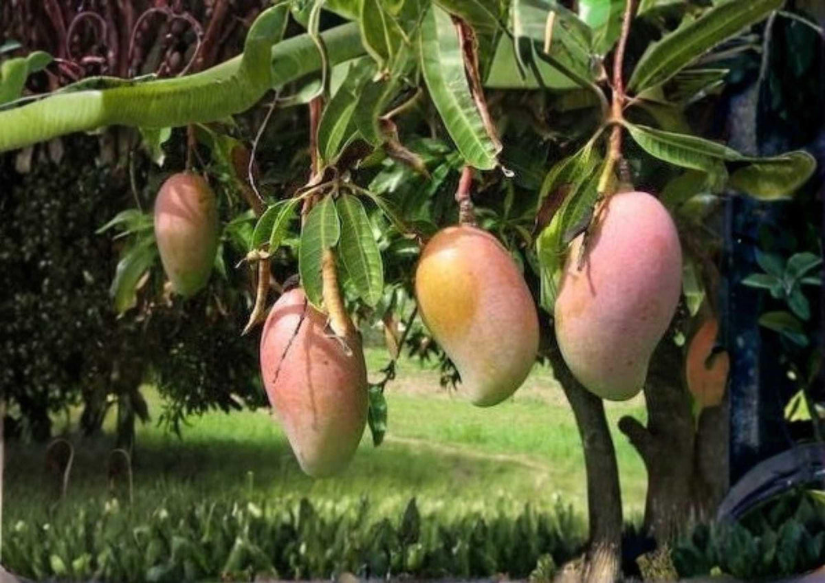 Grafted Ivory Mango Tree 12–24 Inches Tall – Mangifera indica Tropical Fruit Tree for Backyard, Edible Landscape
