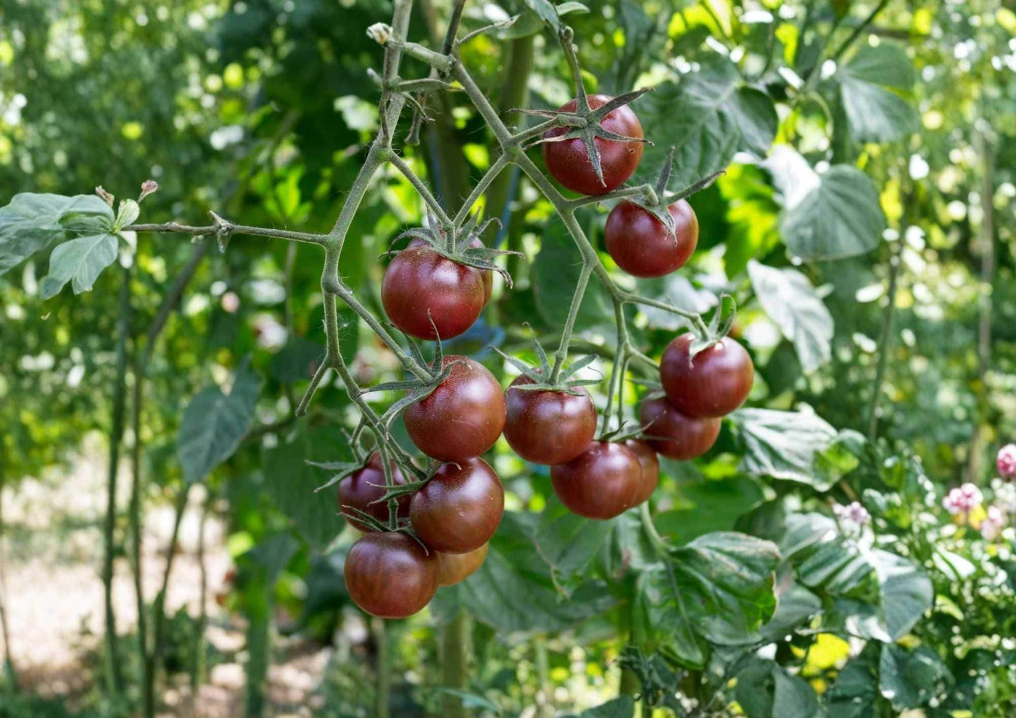 Heirloom Tomato Seeds – Paul Robeson Dark Red Brown Variety for Garden Planting, Rich Smoky Flavor, Medium Large Fruits