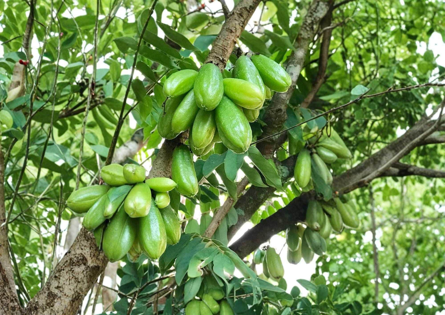 Bilimbi Cucumber Tree Live Plant – 12–24 Inches Tall – Averrhoa bilimbi Tropical Fruit Tree for Edible Gardens