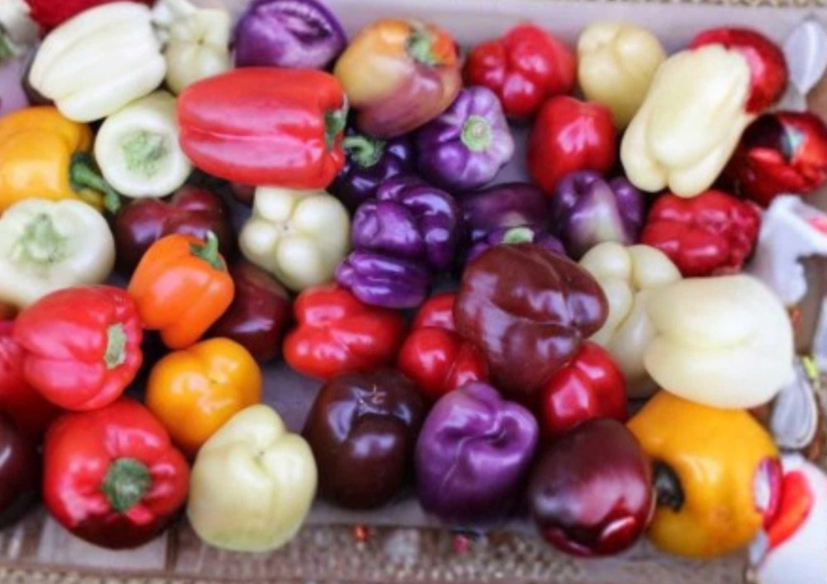 Sweet and Spicy Pepper Seeds Mix – Non-GMO Vegetable Seeds for Garden Planting, Bell and Hot Peppers, Colorful, High Yield