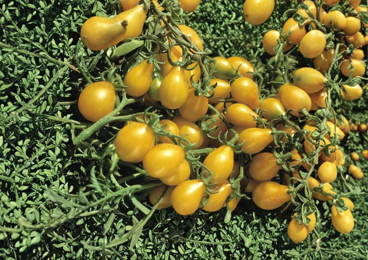 Yellow Pear Tomato Seeds – Heirloom Non-GMO Vegetable Seeds for Garden Planting, Small Pear-Shaped Yellow Fruits, Solanum lycopersicum