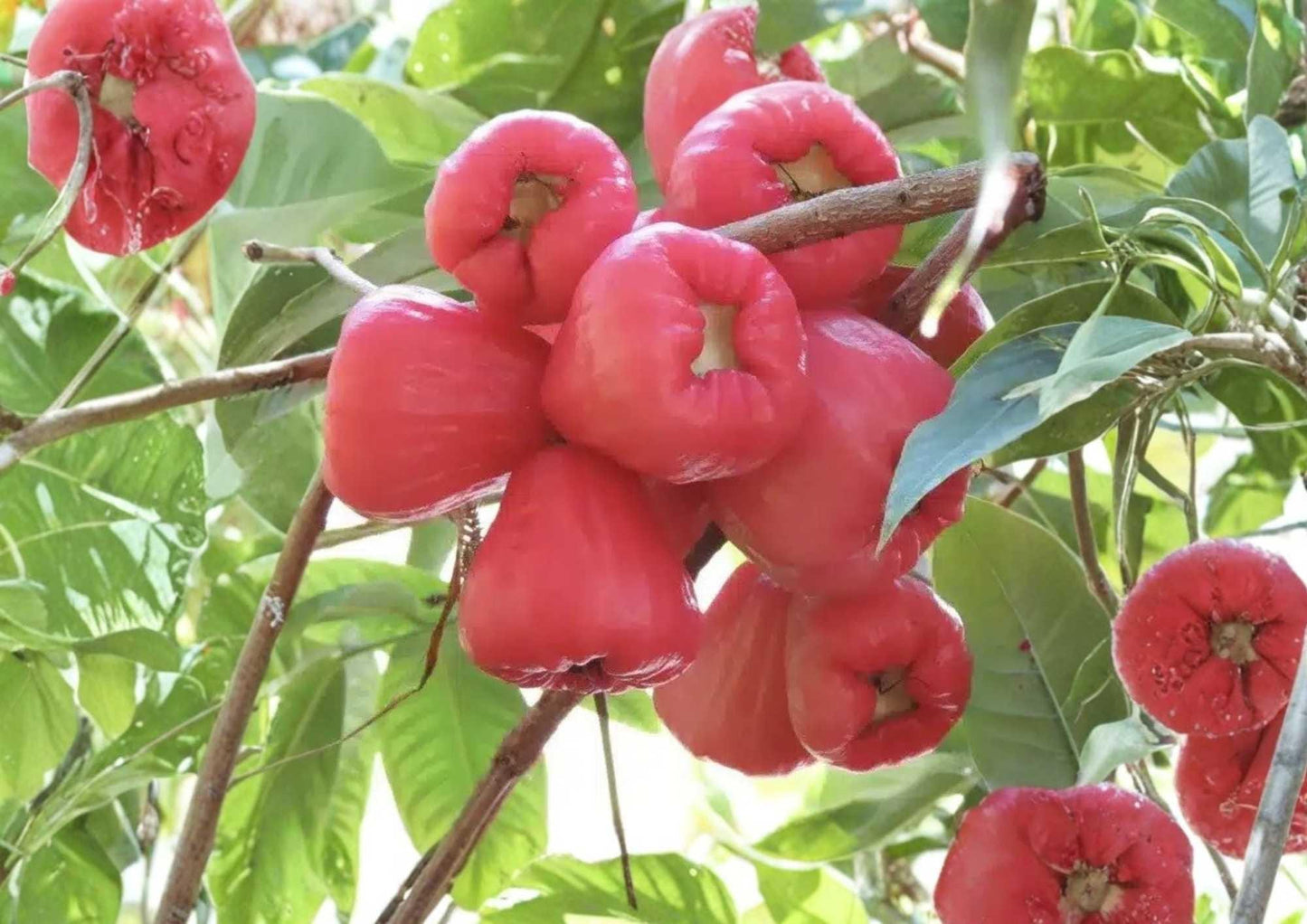 Pink Malay Apple Live Fruit Tree – Syzygium malaccense – Tropical Edible Landscape, Evergreen, Pink Flowers & Bell-Shaped Fruit