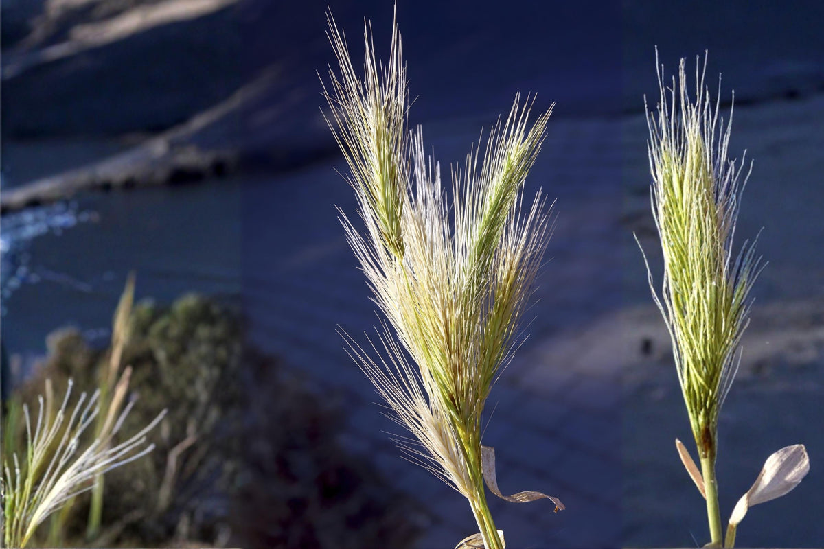Virginia Wildrye Seeds (Elymus virginicus) – Native Prairie Grass, Cool-Season, Erosion Control, Woodland Edges, Low Maintenance
