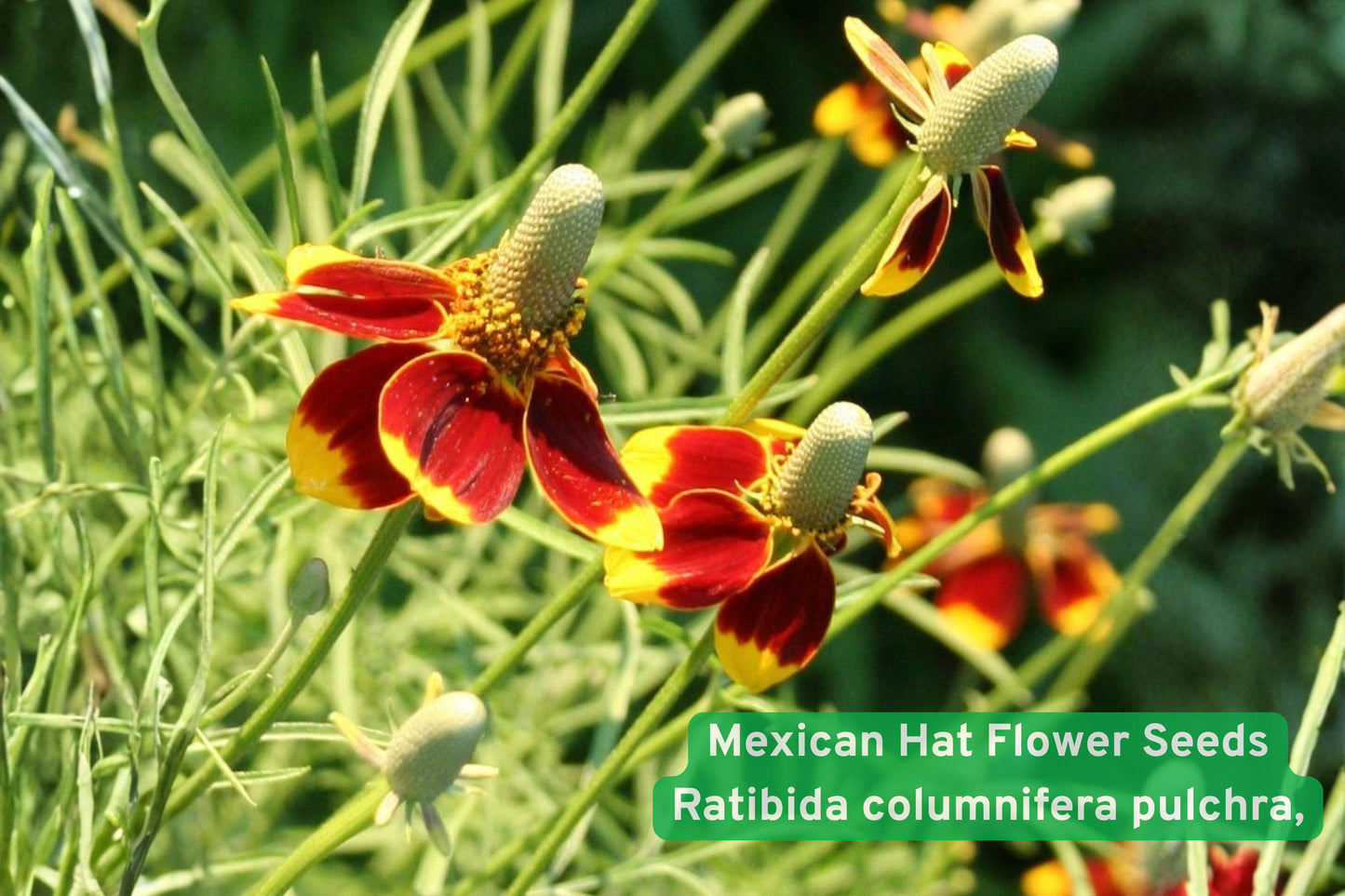 Mexican Hat Flower Seeds | Ratibida columnifera pulchra | Red & Yellow Wildflower for Pollinator Gardens & Prairie Landscaping