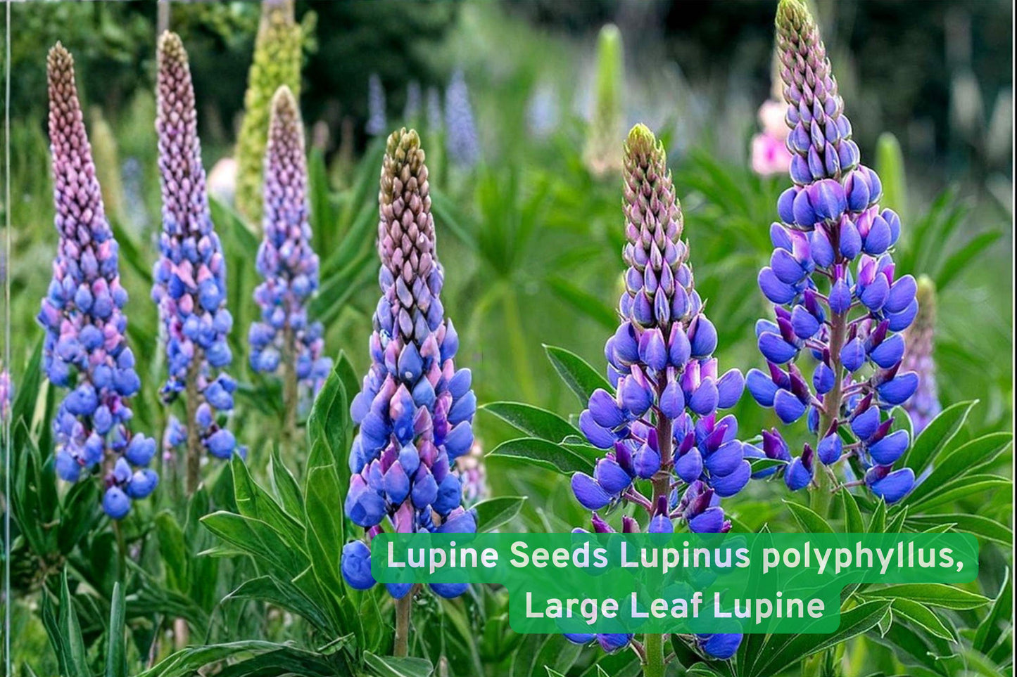 Lupine Seeds, Large Leaf Lupinus polyphyllus, Perennial Wildflower, Colorful Flower Spikes, Pollinator Attractant