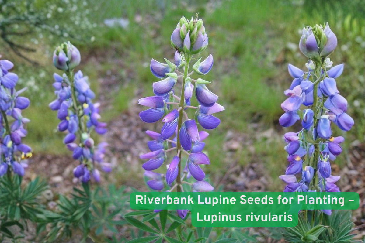 Riverbank Lupine Seeds – Native Perennial Wildflower for Pollinator Gardens, Blue Purple Flowers, Lupinus rivularis