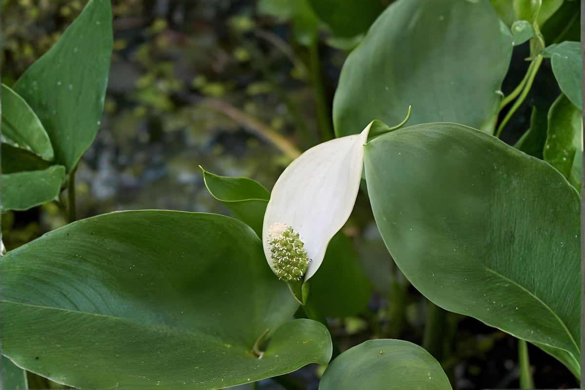 Arrow Arum Seeds | Native Wetland Aquatic Plant | Peltandra virginica | Pond & Rain Garden Seed