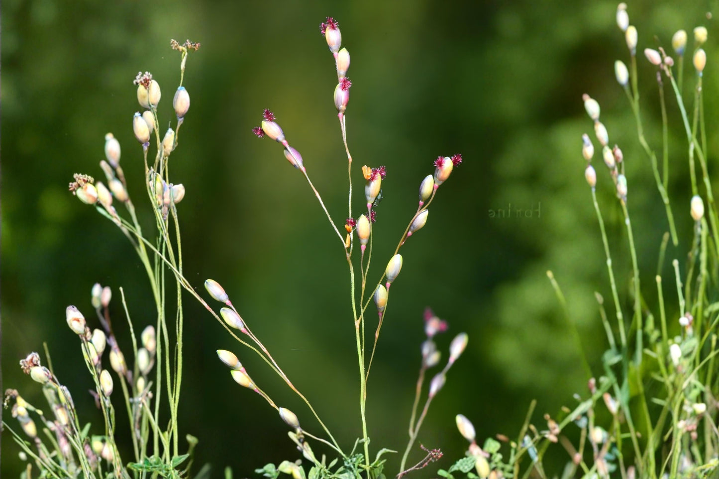Beaked Panicgrass Seeds 100 Pack | Native Woodland Grass, Panicum anceps, Erosion Control & Wildlife Habitat