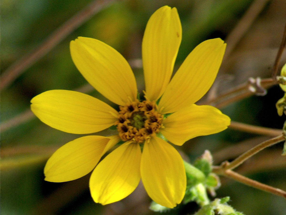 Engelmannia peristenia Seeds – Heirloom Non-GMO Yellow Wildflower for Native Garden, Drought Tolerant, Prairie, Meadow, Low-Maintenance