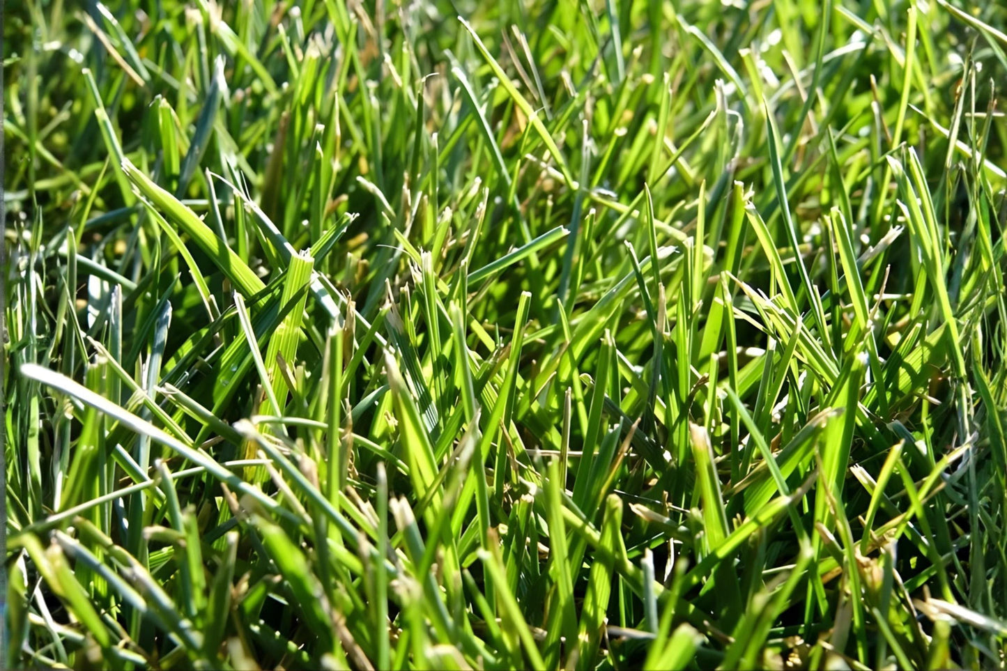 Tall Fescue Grass Seeds 100 Count | Durable Cool-Season Turf Grass Festuca arundinacea 'Fawn'