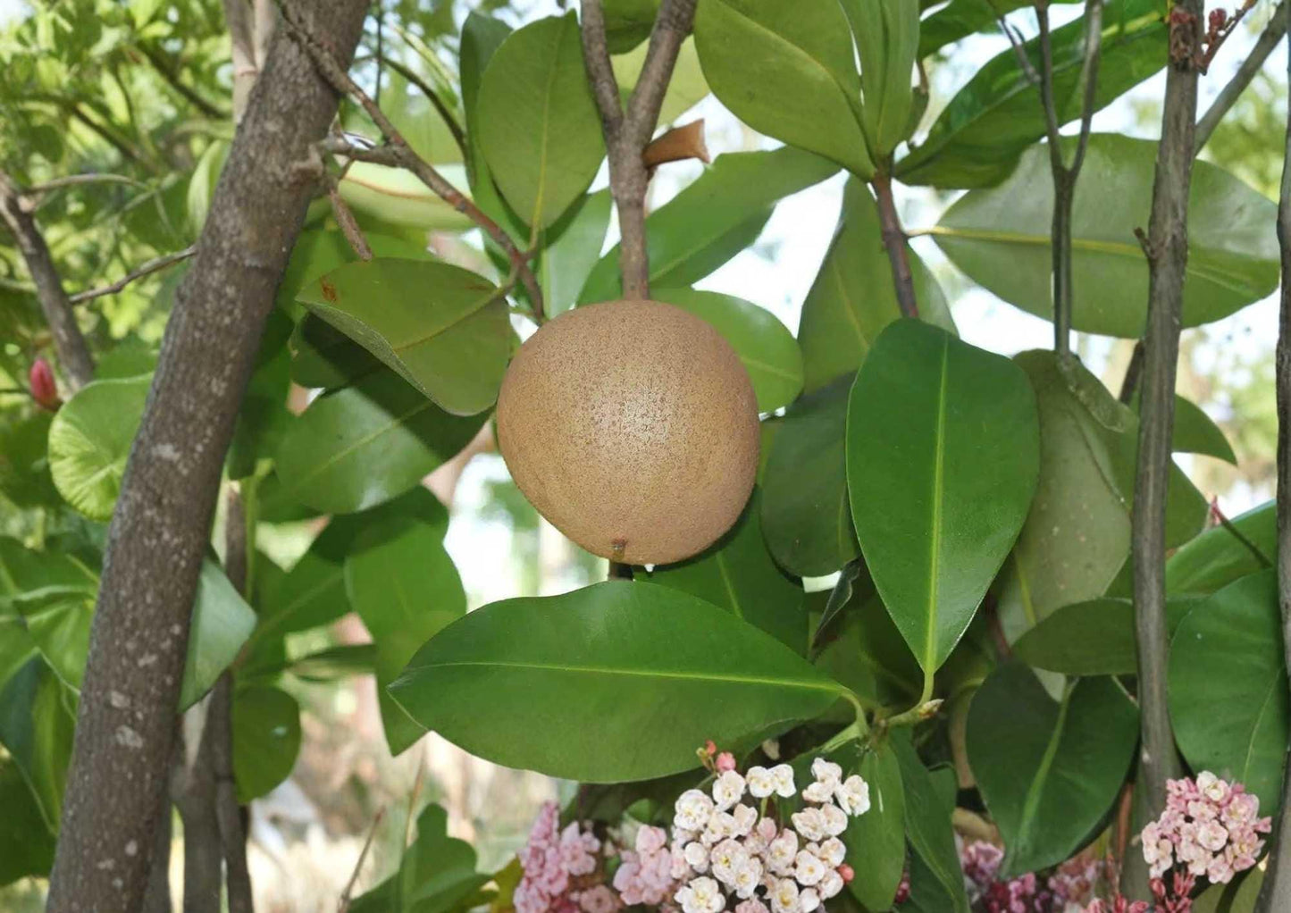 Mamey Apple Live Fruit Tree – 12-24 Inch Mammea americana Tropical Edible Landscape Plant
