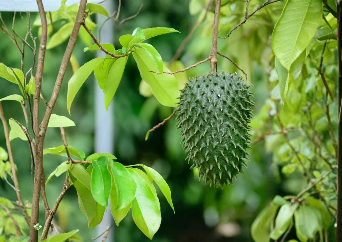Soursop Live Fruit Tree – Annona muricata – Tropical Edible Tree, 12–24 Inches Tall, Fragrant Blooms & Textured Fruit