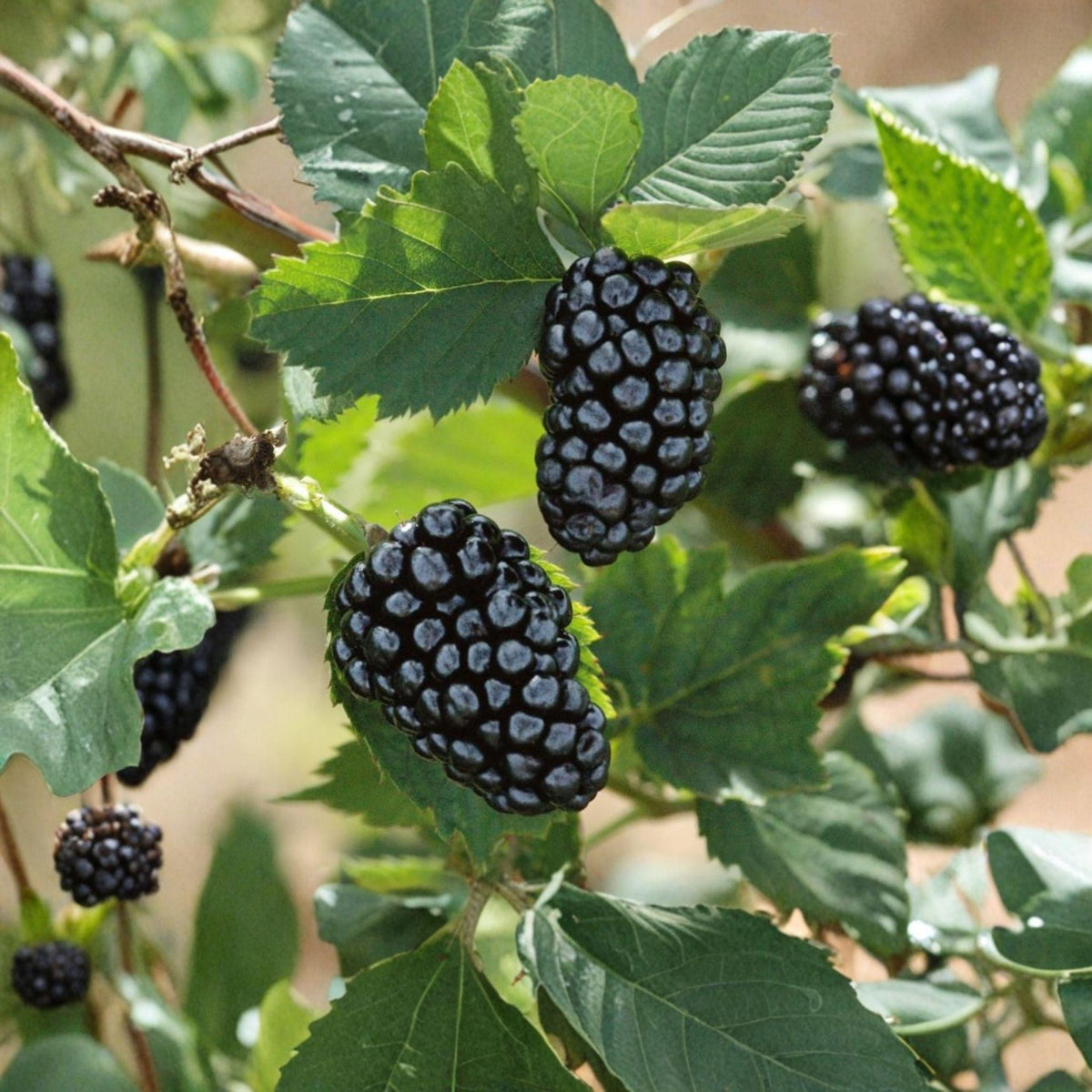 Sweetie Pie Thornless Blackberry Plant – 6–12 Inch Berry Plant for Garden Growing, Trailing or Semi-Erect, Rubus fruticosus