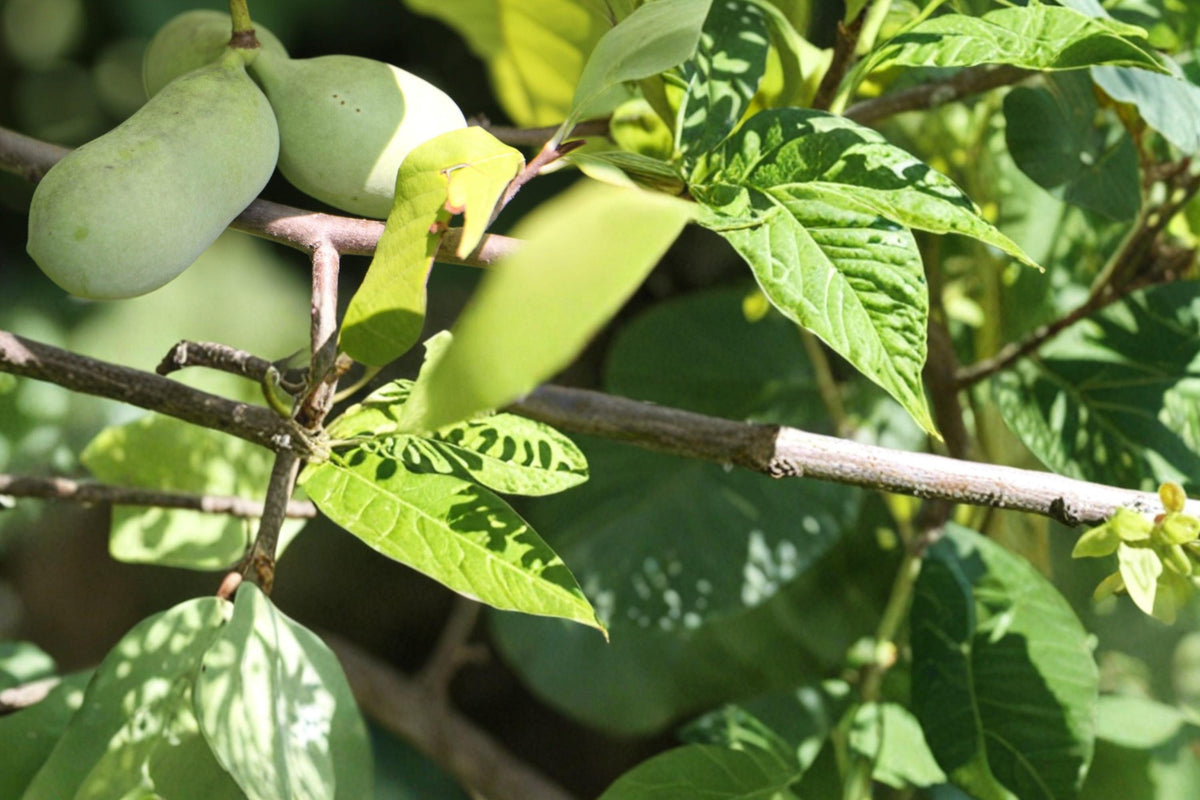 Pawpaw Tree Seeds – Asimina triloba – Native North American Fruit Tree for Garden Planting, Edible Green Fruit