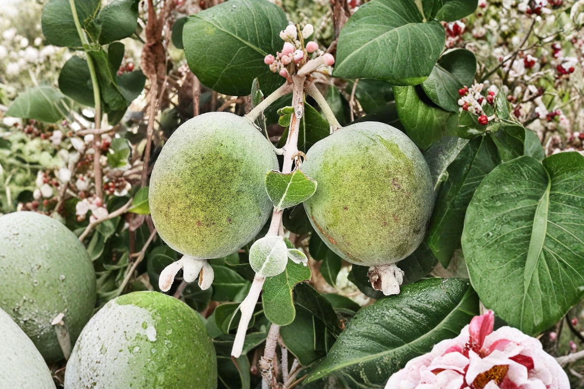 Pineapple Guava Seeds – Acca sellowiana – Edible Fruit, Ornamental Shrub, Tropical Fruit Plant, Backyard Garden