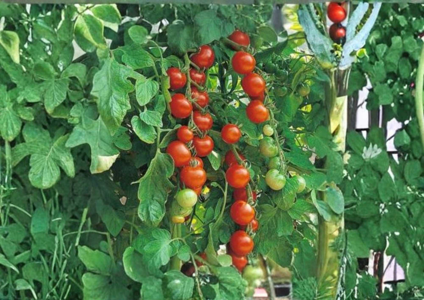Isis Candy Cherry Tomato Seeds, Heirloom Red and Gold Marbled, Sweet High-Yield Vegetable Seeds for Garden Planting