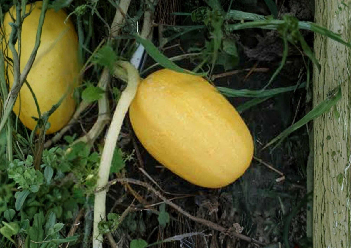 25+ Organic Heirloom Spaghetti Squash Seeds – Non-GMO Winter Squash for Garden Planting, Stringy Flesh, High Yield, Versatile Cooking