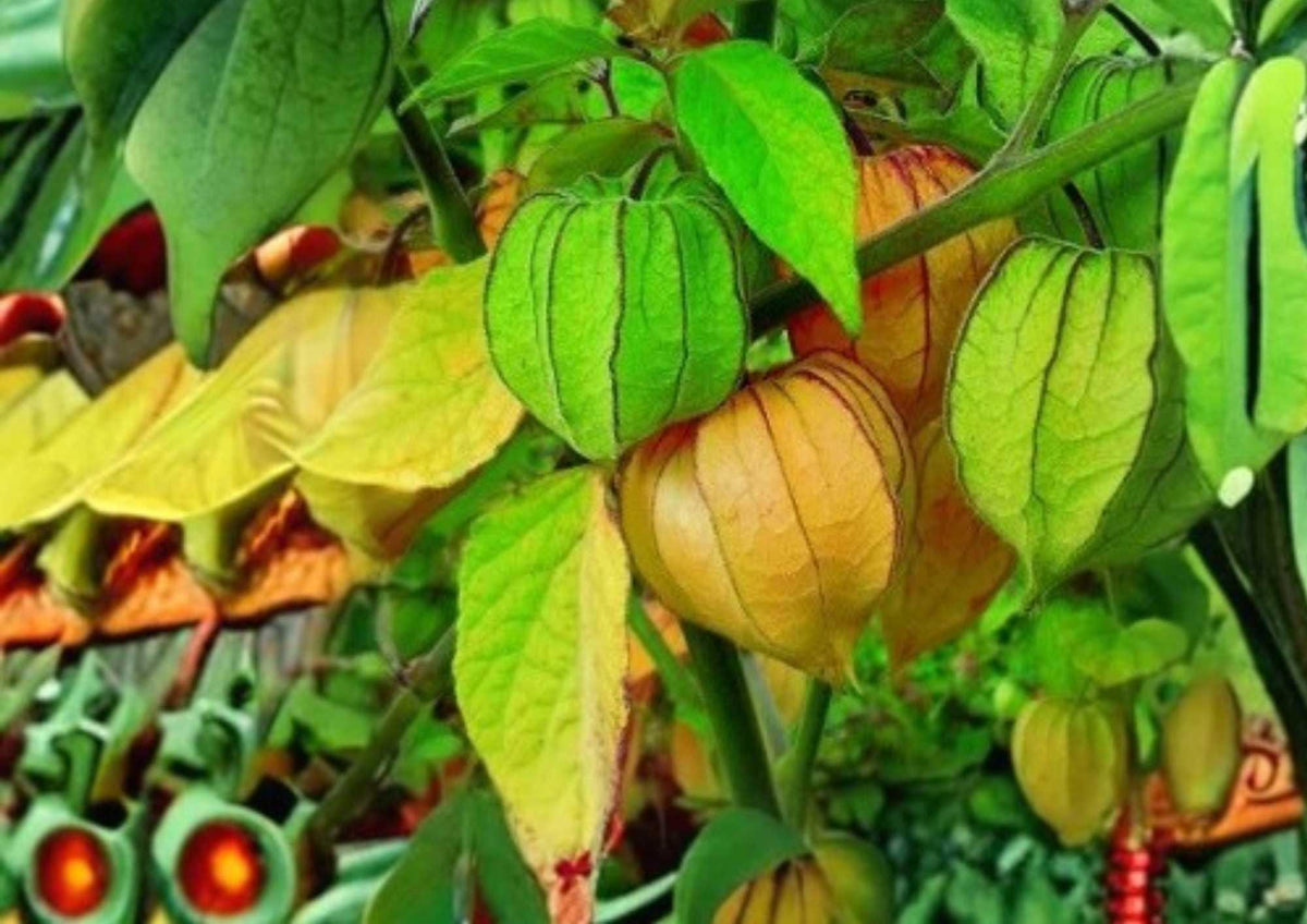 Cape Gooseberry Seeds, 50+ Heirloom Physalis peruviana, Rare Tropical Fruit Seeds for Garden, Gourmet, and Container Growing