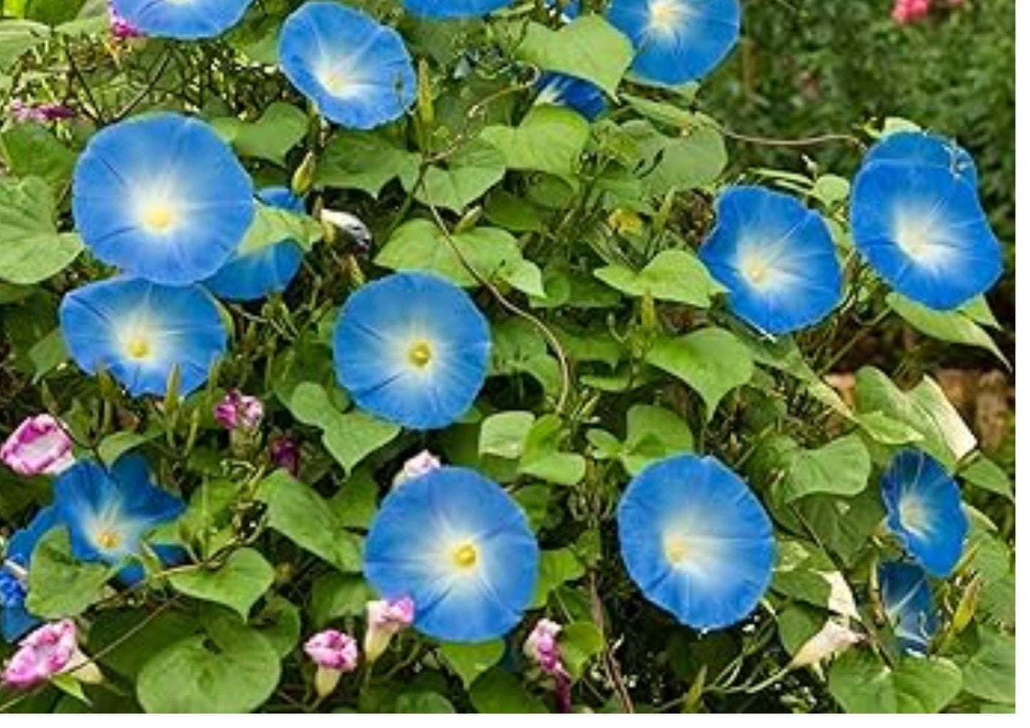 Heirloom Morning Glory Seeds, Sky Blue Climbing Vine, Fast-Growing Ornamental Flower Seeds for Garden Trellises and Fences