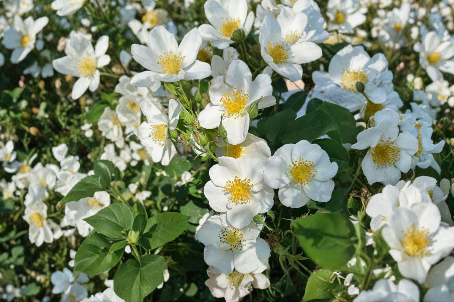White Climbing Rose Bare Root Plant – Rosa spp. Flowering Climber for Fences & Trellises