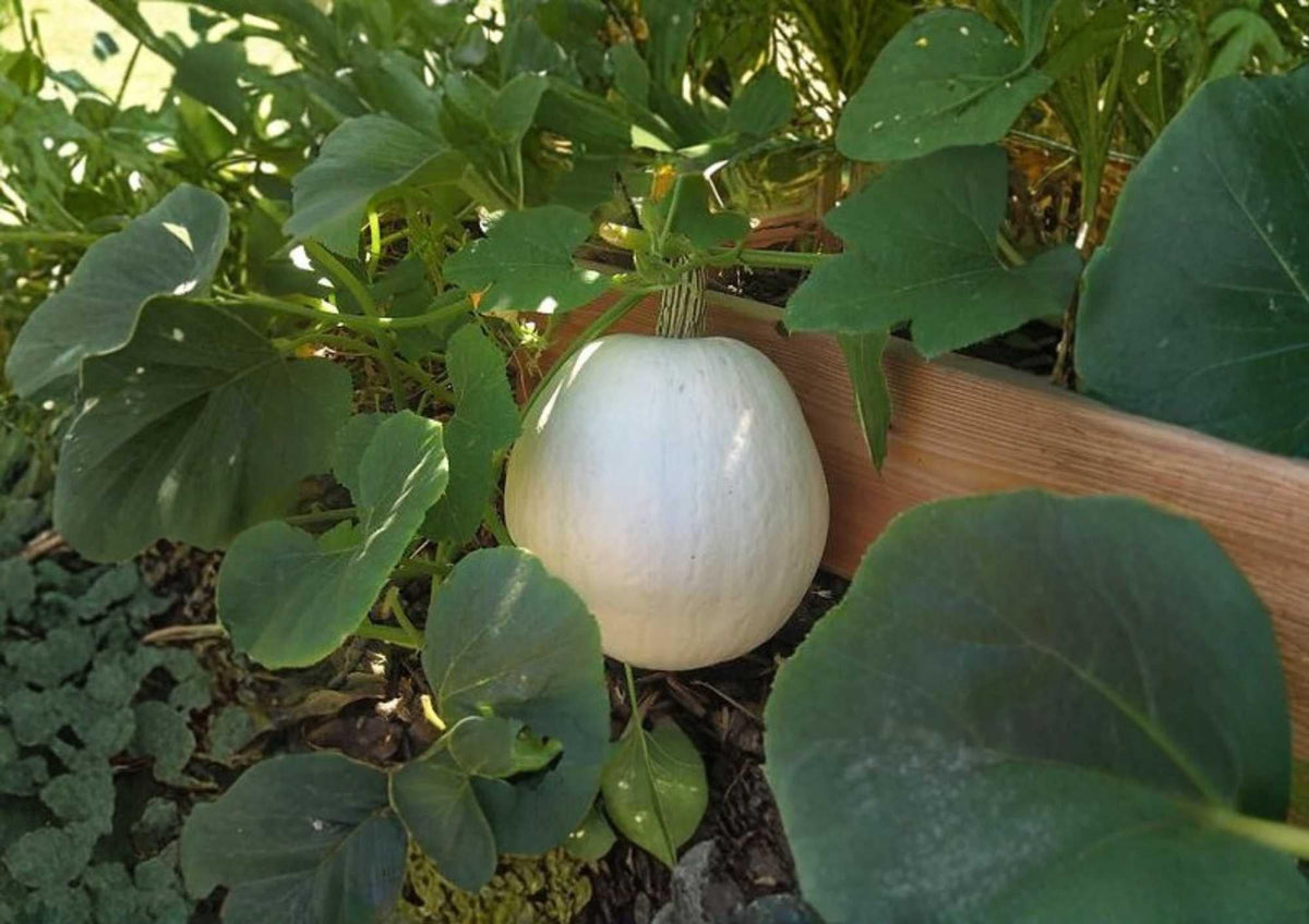 Heirloom Pumpkin Seeds - Polar Bear White Pumpkin, Non-GMO, Large Ornamental Vegetable Seeds for Garden Planting