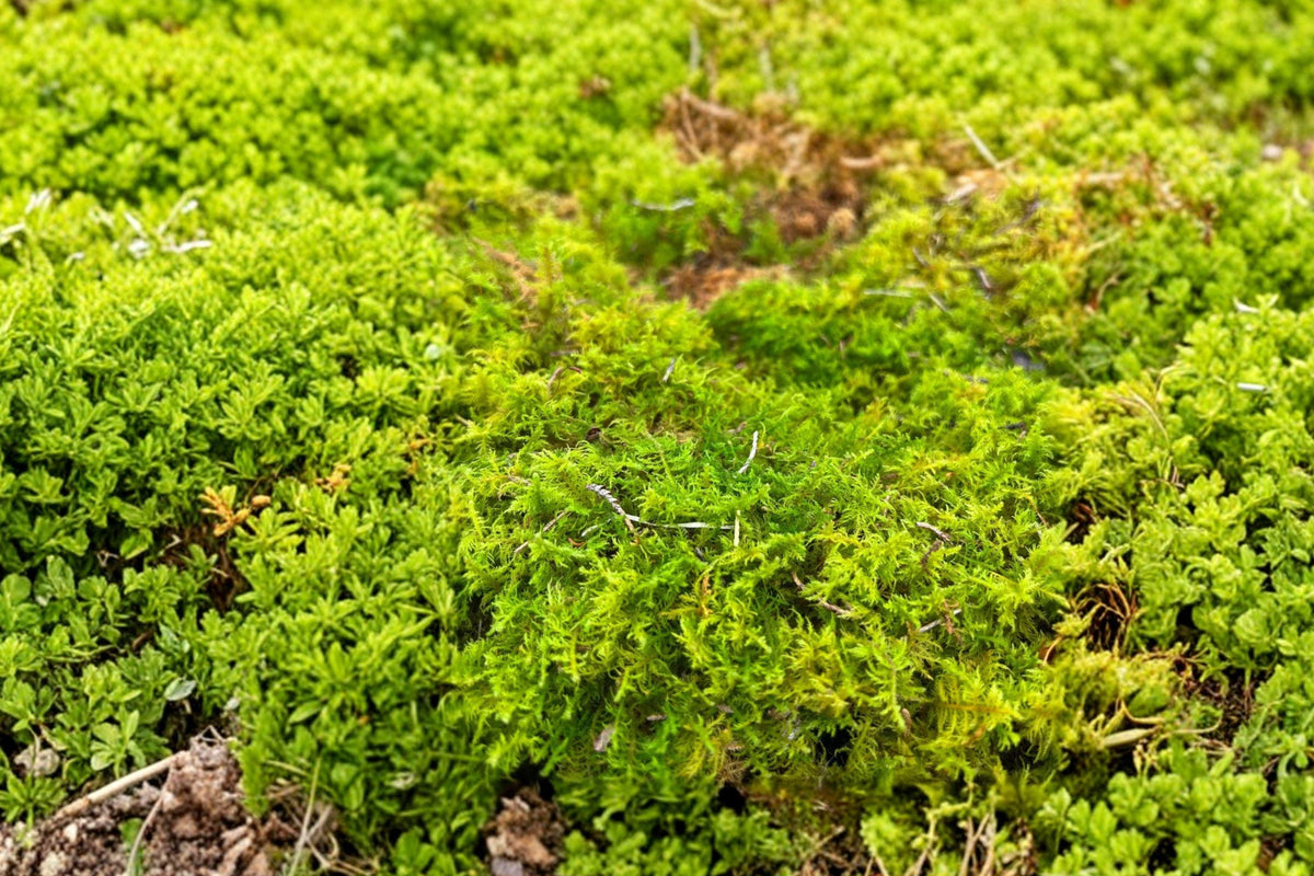 Live Moss Assortment 1 Gallon Bag – Mixed Species, Green Moss for Terrariums, Planters & Ground Cover, Perennial, Moist Soil